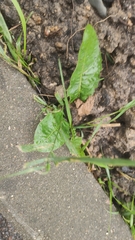 Taraxacum officinale