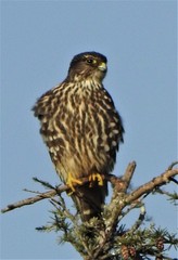 Falco columbarius suckleyi