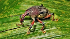 Cholus parallelogrammus