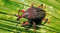 Cholus parallelogrammus