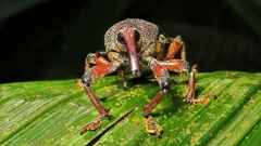 Cholus parallelogrammus