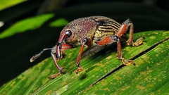 Cholus parallelogrammus