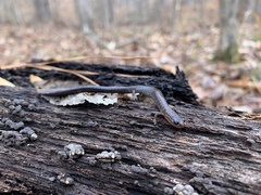 Plethodon serratus