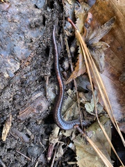 Plethodon serratus