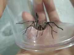 Lycosa erythrognatha