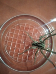 Lycosa erythrognatha