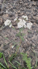 Achillea millefolium