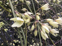 Clematis afoliata