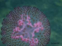 Pelagia noctiluca