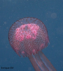 Pelagia noctiluca