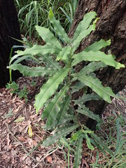 Macadamia tetraphylla