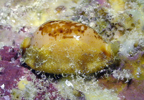 Bistolida stolida observed 2011-05-01
