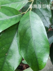 Cryptocarya concinna