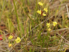 Lomatium marginatum marginatum