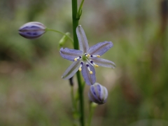 Caesia parviflora vittata