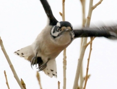 Dryobates pubescens leucurus