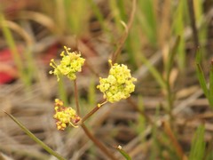 Lomatium marginatum marginatum