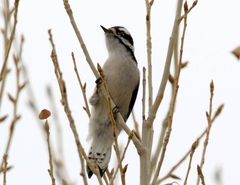 Dryobates pubescens leucurus