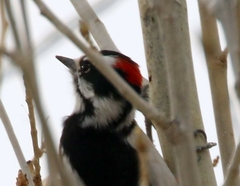 Dryobates pubescens leucurus