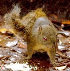 Sciurus granatensis