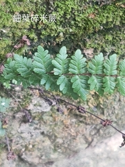Cheilanthes chusana