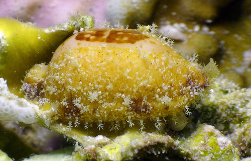 Bistolida stolida observed 2014-03-31