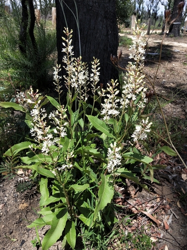 Lomatia ilicifolia R.Br.