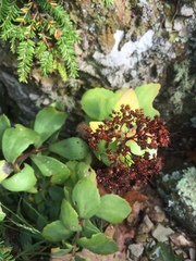 Hylotelephium telephioides