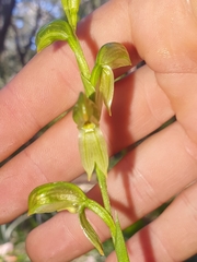 Pterostylis lineata