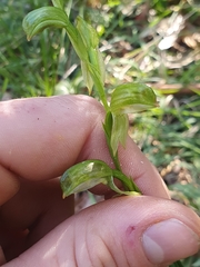 Pterostylis lineata