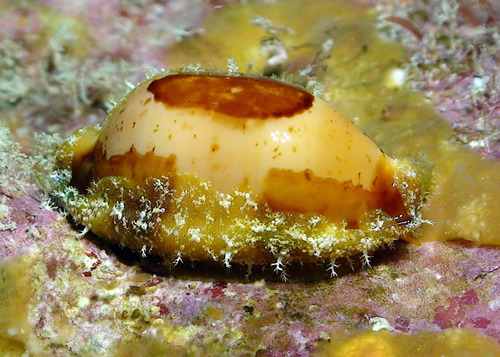 Bistolida stolida observed 2012-01-08