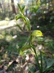 Pterostylis lineata