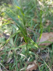 Pterostylis lineata