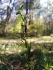 Pterostylis lineata