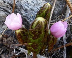 Podophyllum hexandrum