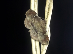 Azeta repugnalis