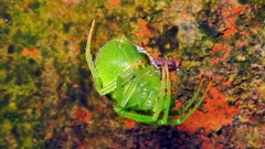 Araneus uniformis