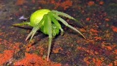 Araneus uniformis