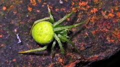 Araneus uniformis