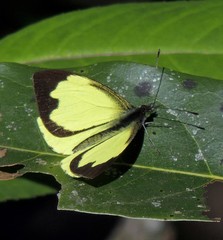 Leptophobia diaguita