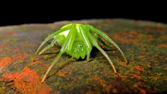 Araneus uniformis