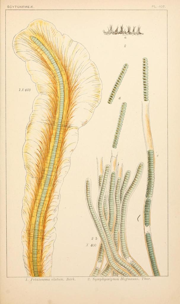 Symphyosiphon