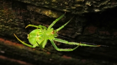 Araneus uniformis