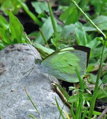 Leptophobia diaguita