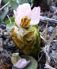 Podophyllum hexandrum