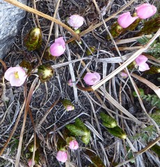 Podophyllum hexandrum