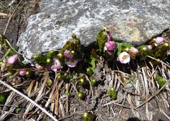 Podophyllum hexandrum