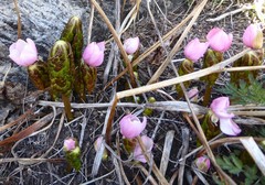 Podophyllum hexandrum