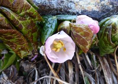 Podophyllum hexandrum