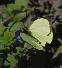 Leptophobia diaguita
